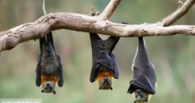 قیمت خفاش خانگی در بازار | لانه خفاش هم قیمت پراید شد