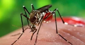 هشدار جدی ! | شناسایی ۵ مورد ابتلا به " چیکونگونیا "در کشور