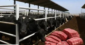 جنجال بر سر گوشت پاکستانی و قزاقستانی | دامدار ایرانی قربانی شد جنجال بر سر گوشت پاکستانی و قزاقستانی | دامدار ایرانی قربانی شد
