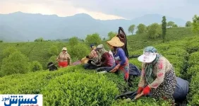 دولت به وعده‌اش عمل کرد | مطالبات پرداخت شد