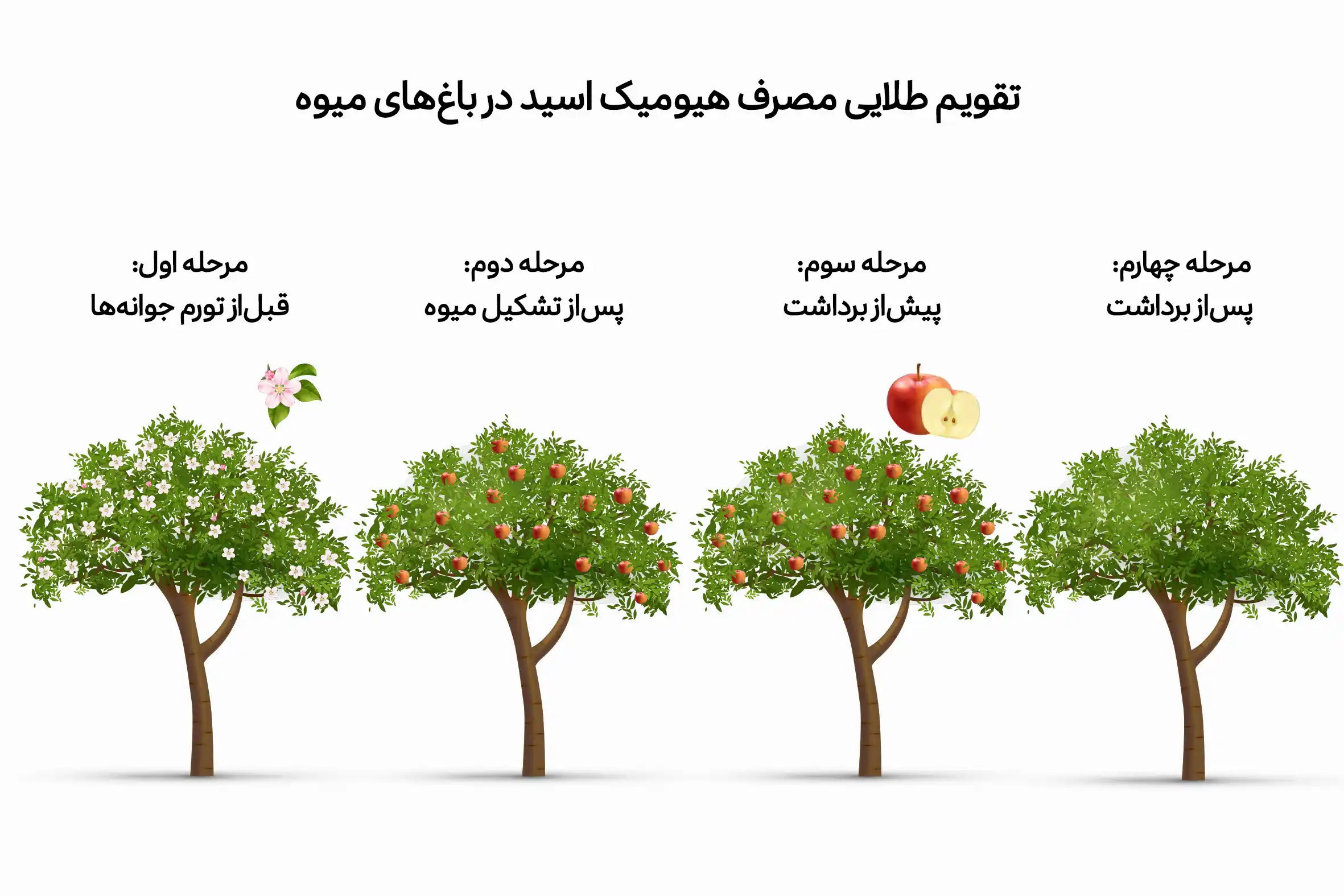 تقویم طلایی مصرف هیومیک اسید در باغات میوه