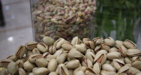 هسته‌ای در کشاورزی ــ 65 | دفع حشرات «پسته» با فناوری هسته‌ای