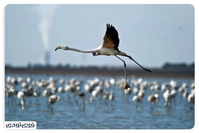 تالاب شادگان کجاست؟ | دانستنی های پیش از سفر