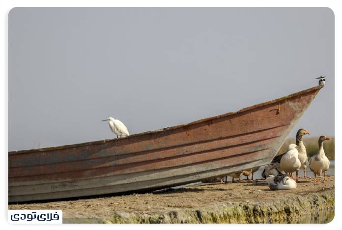 تالاب شادگان کجاست؟ | دانستنی های پیش از سفر