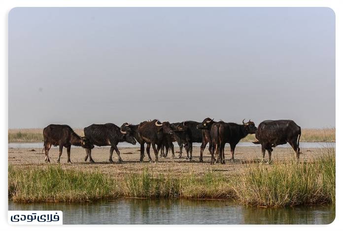 تالاب شادگان کجاست؟ | دانستنی های پیش از سفر
