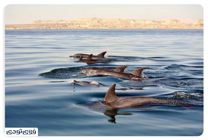 تالاب شادگان کجاست؟ | دانستنی های پیش از سفر