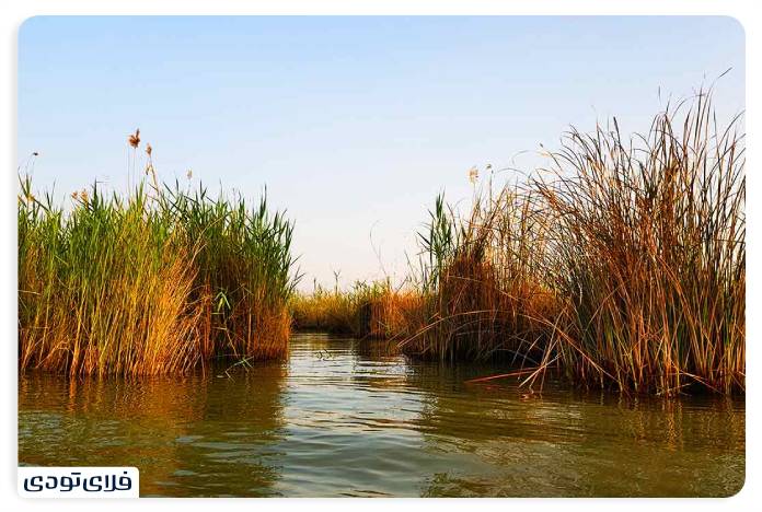 تالاب شادگان کجاست؟ | دانستنی های پیش از سفر