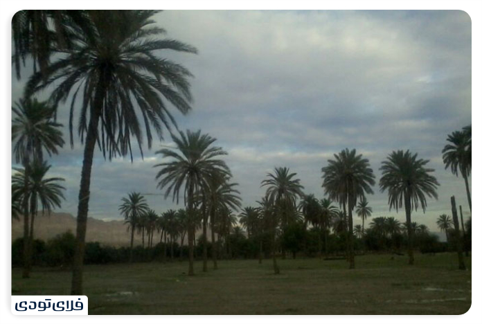 نخلستان های پارسیان