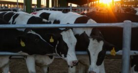 تولید دام سنگین در کشور افزایش یافت