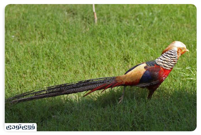 باغ پرندگان بندرعباس