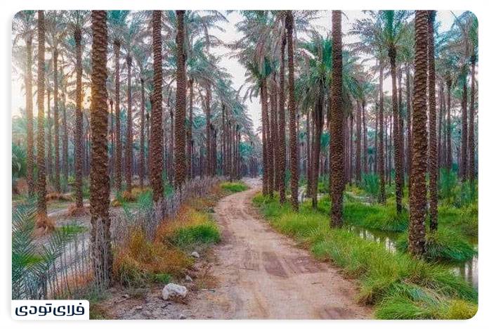 نخلستان آبپخش در بندر بوشهر