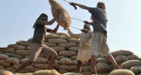 جذب و توزیع برنج هندی سهمیه تعاونی‌ها در قالب طرح کالابرگ