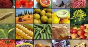 رشد 5برابری تولید محصولات کشاورزی با کمک کشاورزان نمونه