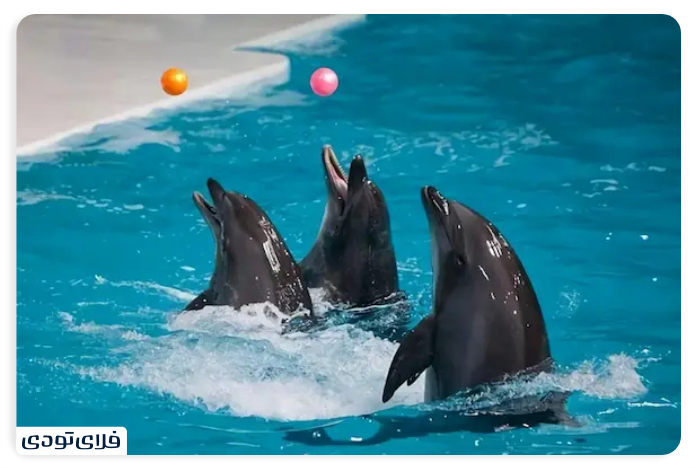 پارک دلفین کیش