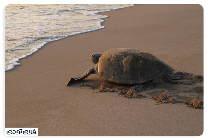 جزیره هنگام بهترین زمان سفر به جزیره هنگام