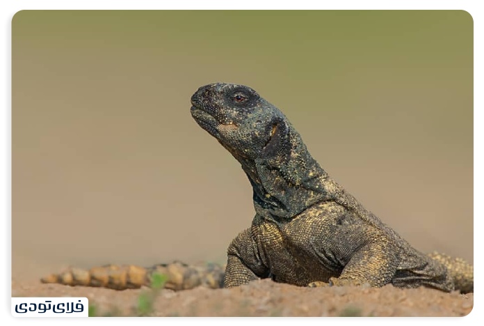 جزیره هنگام زمان سفر به جزیره هنگام