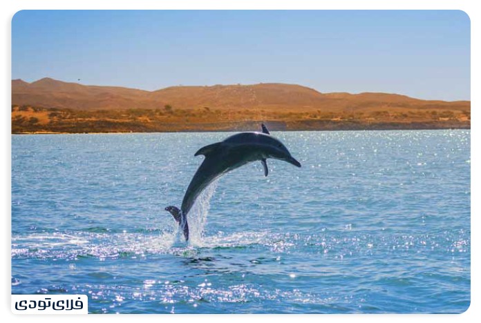 جزیره هنگام تفریحات جزیره هنگام