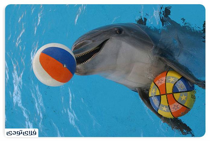 پارک دلفین کیش