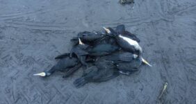 مرگ تلخ باکلان‌ها در انزلی / ماجرا چیست؟