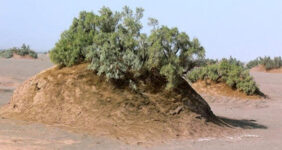 نبکاهای آب شیرین کاشان به ثبت ملی رسید