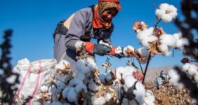 هسته‌ای در کشاورزی ــ 79 |اصلاح پنبه برای عملکرد بیشتر