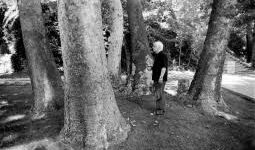 کاشت درخت «افرا» به یاد بهرام بیضایی