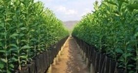 30 میلیون اصله نهال شناسه‌دار میوه تولید شد