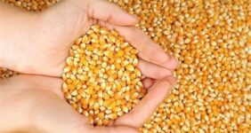 آغاز ثبت‌سفارش ذرت دامی و جو از امروز