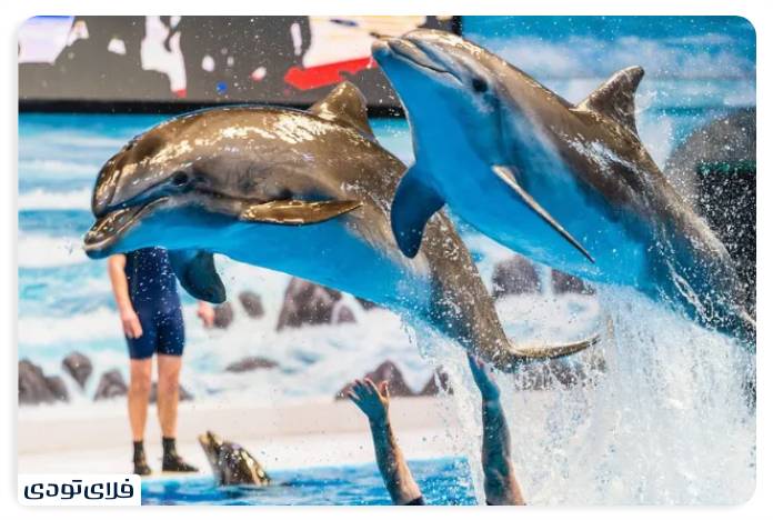 تفریحات دبی دلفیناریوم دبی