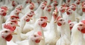 تحویل مدت‌دار نهاده دامی به مرغداران تصویب شد