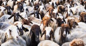 تزریق 50 هزار میلیارد تومان برای تامین نقدینگی صنعت دام و طیور