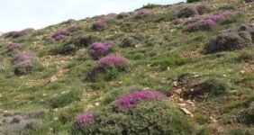 تشدید نظارت بر مراتع با افزایش قیمت خوراک دام