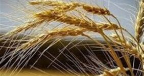 تقویت امنیت غذایی کشور با بومی‌سازی بذرهای راهبردی