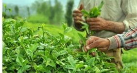 توزیع 6 هزار تن کود شیمیایی بین چایکاران شمال کشور