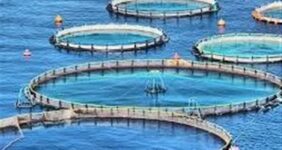 تولید 6 هزار تن ماهی قزل‌آلا و سی‌باس در قفس تا پایان سال