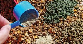 تولید خوراک دام از ضایعات کشاورزی؛ راهکاری نوآورانه برای کاهش وابستگی