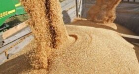 ثبت سفارش ذرت دامی و جو ‎آغاز شد