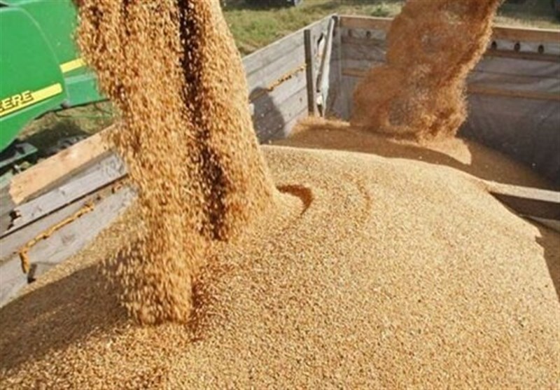 ثبت سفارش ذرت دامی و جو ‎آغاز شد