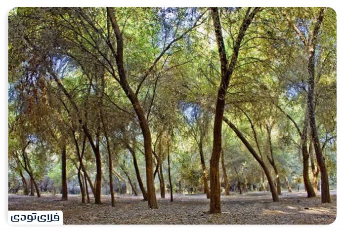 جاهای دیدنی دزفول | نگین استان خوزستان