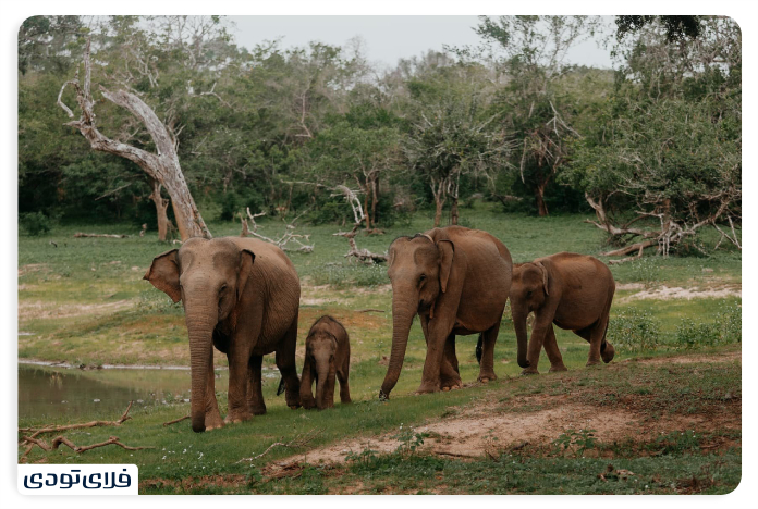 پارک ملی یالا 