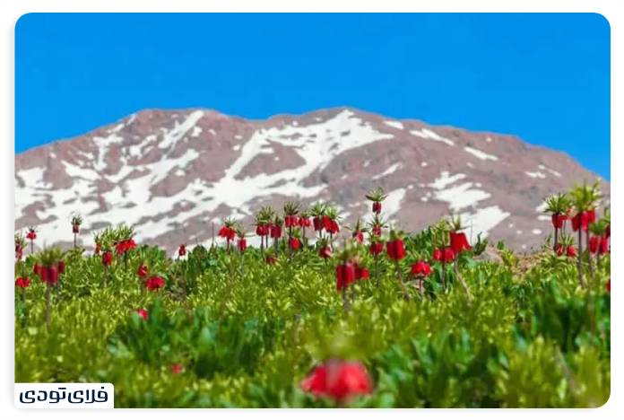 جاهای دیدنی چهارمحال و بختیاری دشت لاله های واژگون کوهرنگ