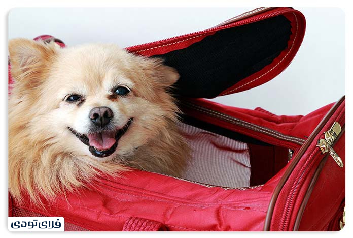 آیا سگ و دیگر حیوانات خانگی جزو بار مجاز هواپیما محسوب می‌شوند؟