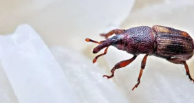 روش قطعی برای از بین بردن سوسک برنج در خانه