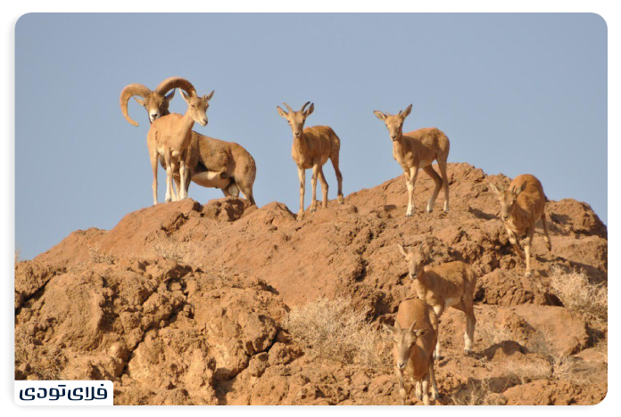 پارک ملی سیاه کوه