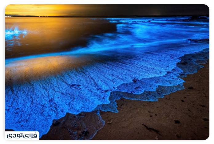 ساحل پلانکتون و نقره ای لارک