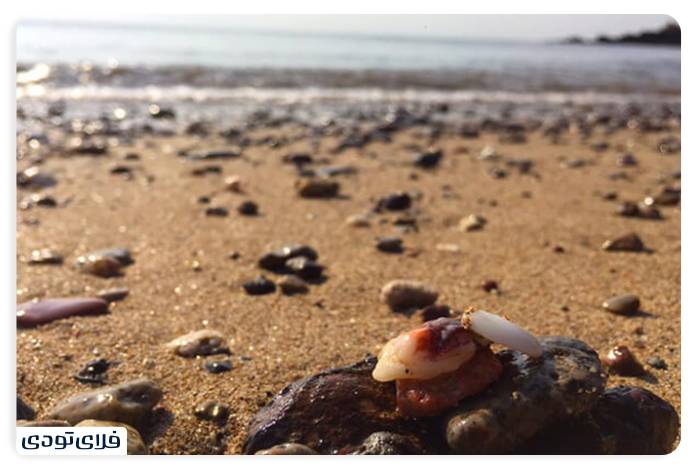 سفر به جزیره لارک