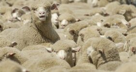 قطر رسما خواستار واردات دام سبک از ایران شد