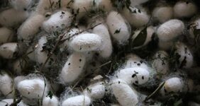 قیمت مصوب پیله تر ابریشم برای سال 1405 اعلام شد