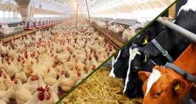 مشکل تأمین نهاده‌های اساسی ماه‌های اخیر رفع شد