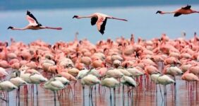 مهاجرت فلامینگوها به سواحل مکران؛ فرصتی برای توسعه گردشگری